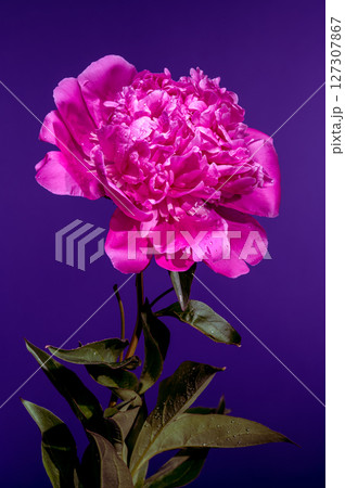 Pink Peony Blossom on Purple Background with Water Droplets 127307867