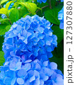 青い紫陽花 127307880