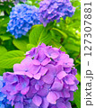 梅雨に咲く紫陽花 127307881
