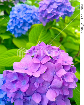 梅雨に咲く紫陽花 127307881