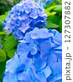 青い紫陽花 127307882