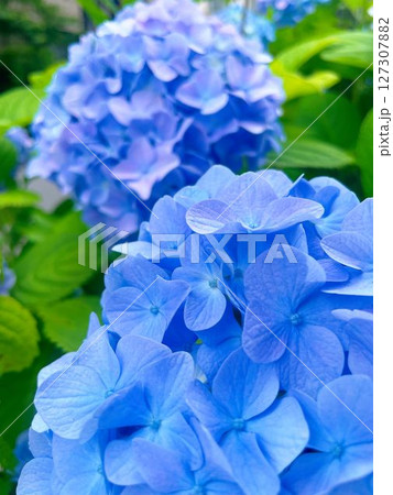 青い紫陽花 127307882