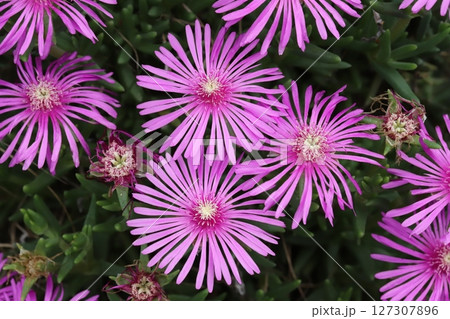 春の庭に咲くピンク色のマツバギクの花 127307896