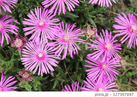 春の庭に咲くピンク色のマツバギクの花 春の庭に咲くピンク色のマツバギクの花 127307897