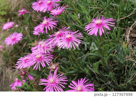 春の庭に咲くピンク色のマツバギクの花 127307898