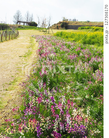 4月の兵庫県立公園あわじ花さじき 127308170