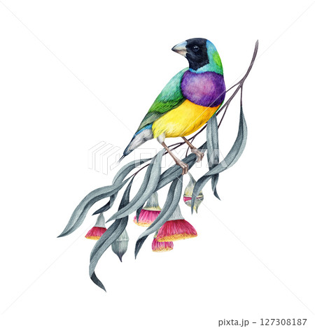 Gouldian finch bright bird on eucalyptus branch decor. Watercolor hand drawn illustration. Realistic Australian native bird perched on gum-tree twig with flowers. Australian finch on white background Gouldian finch bright bird on eucalyptus branch decor. Watercolor hand drawn illustration. Realistic Australian native bird perched on gum-tree twig with flowers. Australian finch on white background 127308187
