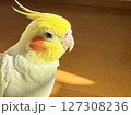 オカメインコの横顔 127308236