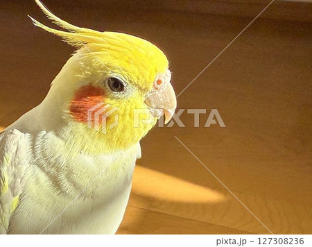 オカメインコの横顔 127308236