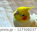 首をかしげるオカメインコ 127308237
