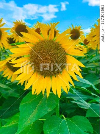 元気なひまわり 127308663