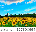 青空と一面ひまわり畑 127308665