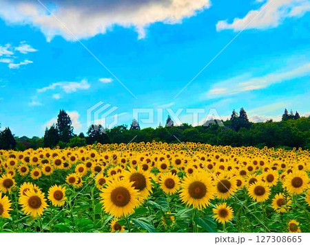 青空と一面ひまわり畑 127308665