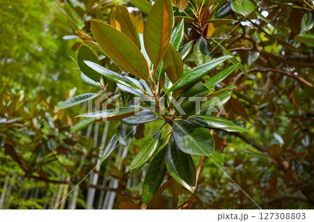 雨に濡れた金木犀の花 雨に濡れた金木犀の花 127308803