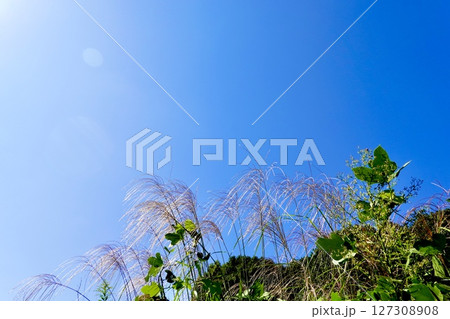 山の辺の道（やまのべのみち）　道端の野原にススキが揺れる風景　奈良県桜井市 127308908