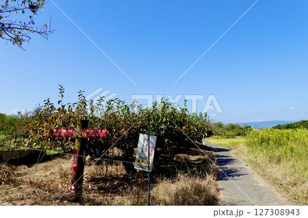 山の辺の道（やまのべのみち）　崇神天皇陵と景行天皇陵への距離を示す道標がある風景　奈良県桜井市 127308943