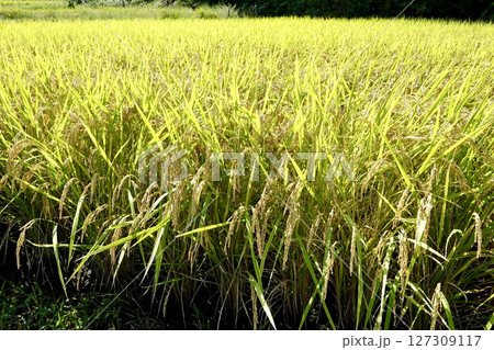 山の辺の道（やまのべのみち）　田圃で黄金色に輝く稲穂の風景　奈良県天理市 127309117