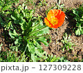 アイスランドポピーの花 アイスランドポピーの花 127309228