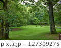 緑豊かな公園 127309275
