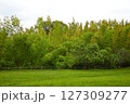 緑豊かな公園 127309277