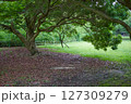 緑豊かな公園 127309279