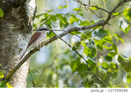 Red-Backed Shrike (Lanius collurio) perched on branch. 127309296