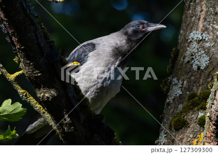 Portrait of a gray crow. Hooded Crow, Corvus cornix is a Eurasian bird 127309300