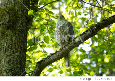 Beautiful Northern Goshawk juvenile Accipiter gentilis 127309301