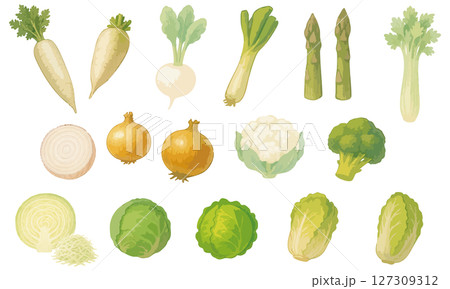 通年使える野菜イラストセット｜大根・かぶ・白ネギ・アスパラガス・セロリ・玉ねぎ・カリフラワー・ブロッ 127309312