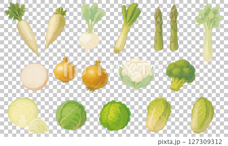 全年可使用的蔬菜插圖集 | 蘿蔔，蕪菁，白洋蔥，蘆筍，芹菜，洋蔥，花椰菜，西蘭花 127309312
