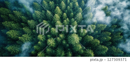 Lush Green Forest Canopy with Mist and Trees from Above Aerial View Lush Green Forest Canopy with Mist and Trees from Above Aerial View 127309371