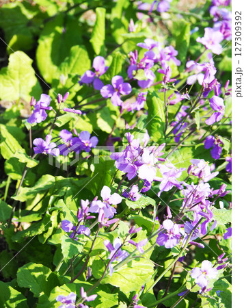 ムラサキハナナの花 127309392
