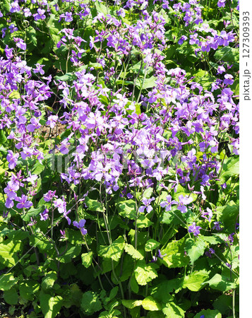 ムラサキハナナの花 ムラサキハナナの花 127309393