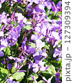 ムラサキハナナの花 ムラサキハナナの花 127309394