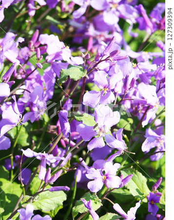 ムラサキハナナの花 ムラサキハナナの花 127309394