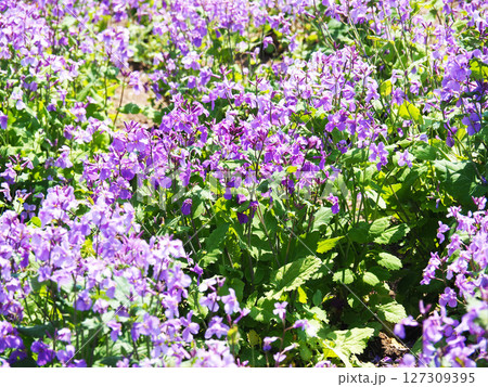 ムラサキハナナの花 ムラサキハナナの花 127309395