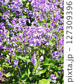 ムラサキハナナの花 ムラサキハナナの花 127309396