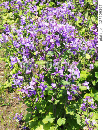 ムラサキハナナの花 ムラサキハナナの花 127309397