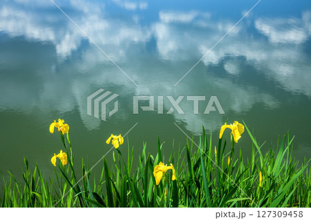 アヤメ アヤメ 127309458