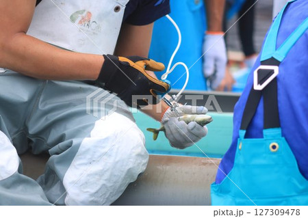 お魚の予防接種 127309478