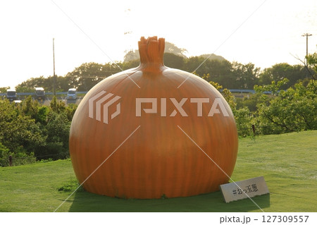 兵庫県 大鳴門橋記念館 うずの丘 おっ玉葱 127309557