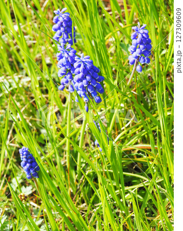 ムスカリの花 127309609