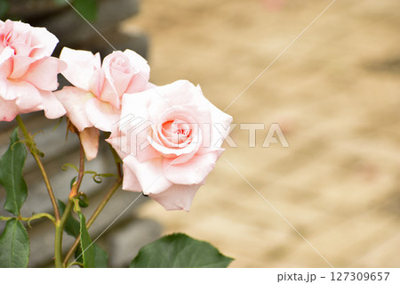 淡いピンクの春のバラ 淡いピンクの春のバラ 127309657