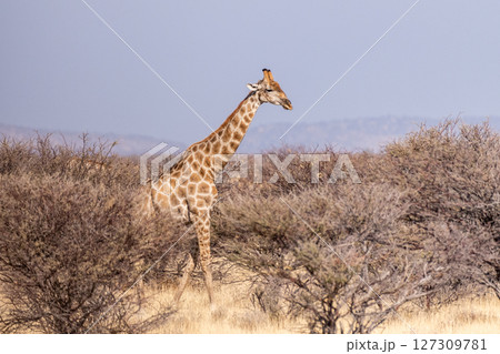 Giraffe in Etosha Giraffe in Etosha 127309781