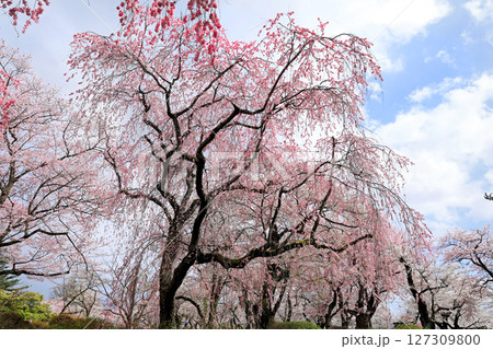 岩手県水沢公園の桜 岩手県水沢公園の桜 127309800