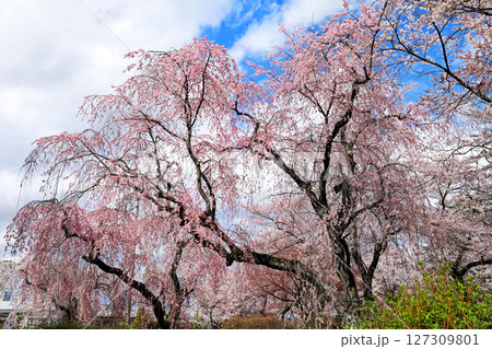 岩手県水沢公園の桜 127309801