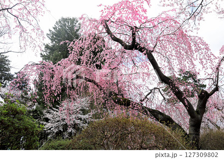 岩手県水沢公園の桜 127309802
