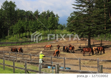 木曽馬・開田高原【長野県木曽郡木曽町】 木曽馬・開田高原【長野県木曽郡木曽町】 127310002