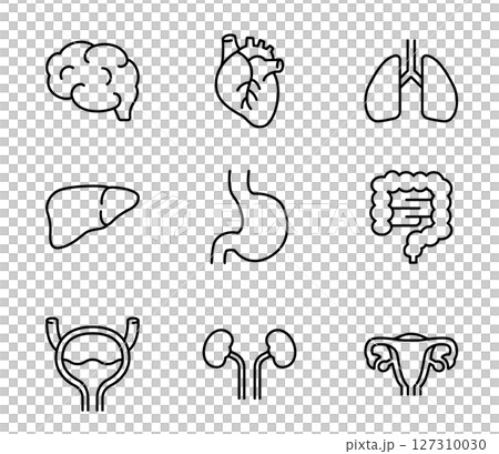 Simple internal organs icon illustration set vector 127310030