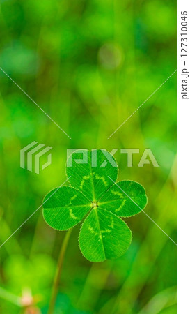 キラキラ光る草原に立つ四つ葉のクローバー キラキラ光る草原に立つ四つ葉のクローバー 127310046